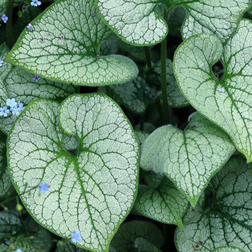 Kaukasisches Vergissmeinnicht Alchemy Silver - Brunnera macrophylla tnbruas alchemy™ silver ( alc - Gartenpflanzen