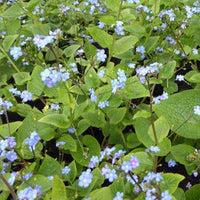 Kaukasisches Vergissmeinnicht - Brunnera macrophylla - Gartenpflanzen