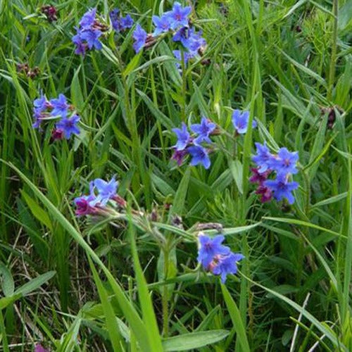 Buglossoides - Steinsame