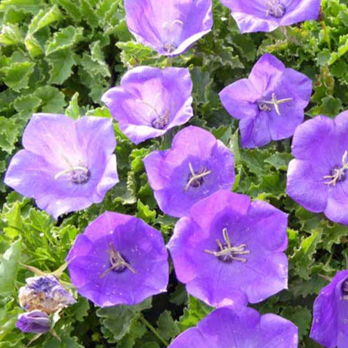 Karpaten-Glockenblume Blaue Clips - Campanula carpatica blaue clips - Gartenpflanzen