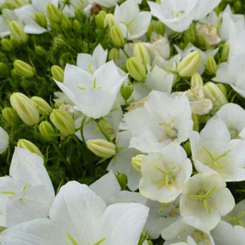 Karpaten-Glockenblume Weisse Clips (x3) - Campanula carpatica weisse clips - Gartenpflanzen