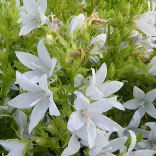 Mauerglockenblume E.H. Frost (x3) - Campanula poscharskyana e.h. frost - Gartenpflanzen