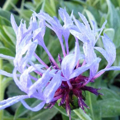 Blaue Bergflockenblume - Centaurea montana coerulea - Gartenpflanzen