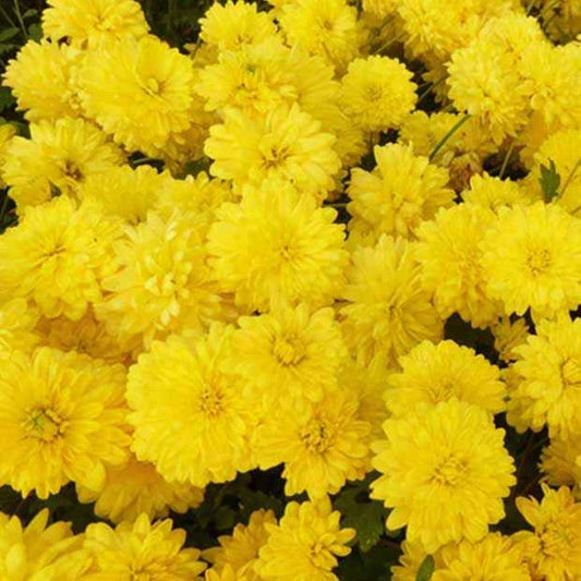 Gartenchrysantheme Citronella - Chrysanthemum indicum citronella - Gartenpflanzen