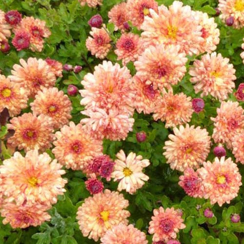 Gartenchrysanthemen Herbstbrokat (x3) - Chrysanthemum indicum herbstbrokat - Gartenpflanzen