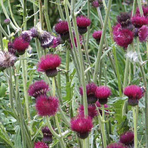 Ufer-Cirse - Cirsium rivulare atropurpureum - Gartenpflanzen