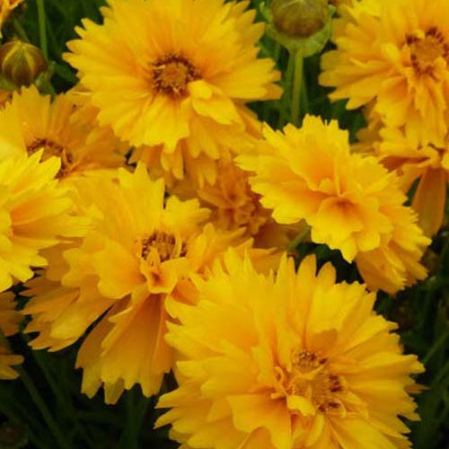 Großblumige Coreopsis Sunray (x3) - Bakker