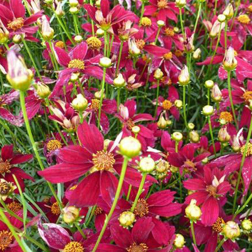 Mädchenauge Red Satin - Coreopsis verticillata red satin - Gartenpflanzen