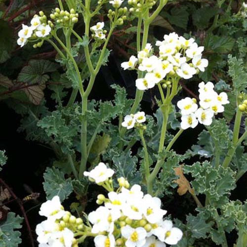 Crambe maritima Meereskohl - Crambe maritima - Gartenpflanzen