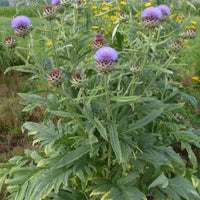 Kardon - Cynara cardunculus - Gartenpflanzen