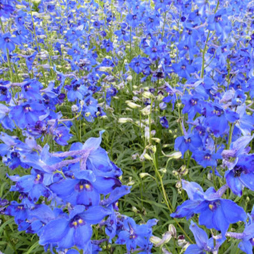 Großer Rittersporn Volkerfrieden - Delphinium ( belladonna group ) völkerfrieden - Gartenpflanzen