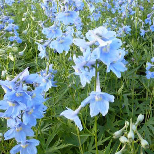 Cliveden Beauty Delphiniums (x3) - Delphinium ( belladonna group ) cliveden beauty - Gartenpflanzen