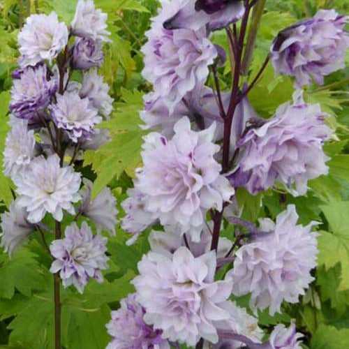 Rittersporn Highlander Cha-Cha - Delphinium cha cha  ( highlander series ) - Gartenpflanzen