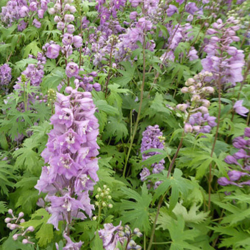 Mehrjähriger Lerchenfuß Astolat (x3) - Delphinium pacific astolat - Gartenpflanzen