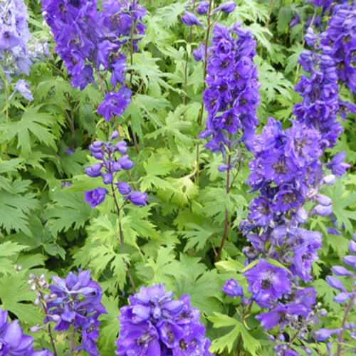 Mehrjähriger Lerchenfuß Black Knight (x3) - Delphinium pacific black knight - Gartenpflanzen