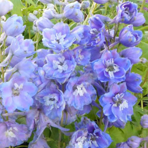 Großer Rittersporn Camelliard (x3) - Delphinium ( pacific giant group ) camelliard - Gartenpflanzen