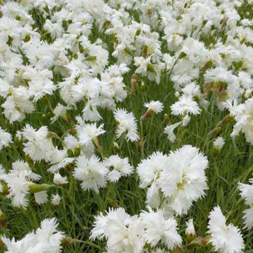 Nelken mignardise Albus Plenus (x3) - Dianthus plumarius albus plenus - Terrasse balkon