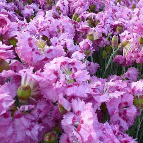 Nelken mignardise Maggie (x3) - Dianthus plumarius maggie - Terrasse balkon