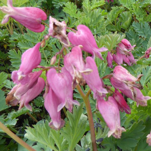 Zwergige Herzblume Luxuriant - Dicentra formosa luxuriant - Gartenpflanzen