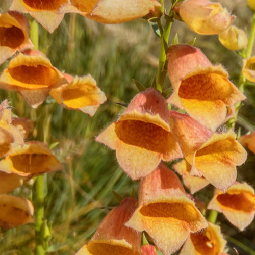 Digitale Godlcrest - Digitalis waldigone goldcrest - Gartenpflanzen