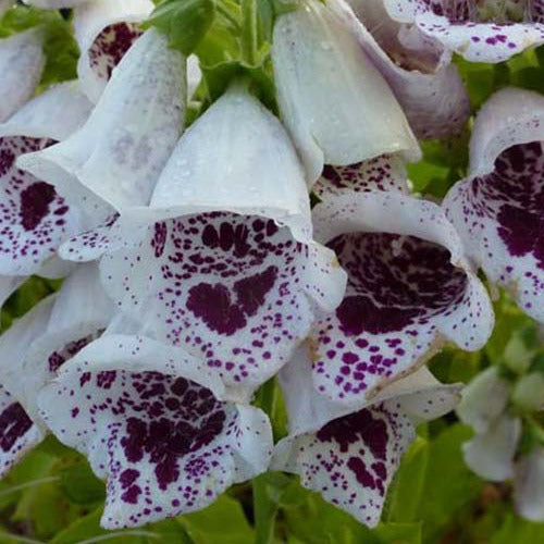 Digitalis Handschuh von Notre Dame Pams Choice (x3) - Digitalis purpurea pams choice - Gartenpflanzen