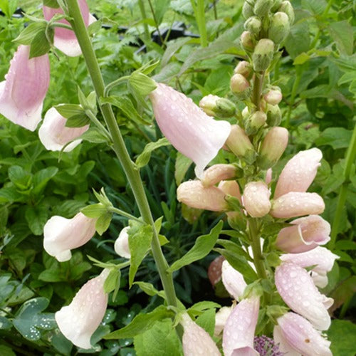 Fingerhut 'Suttons Apricot' - Bakker