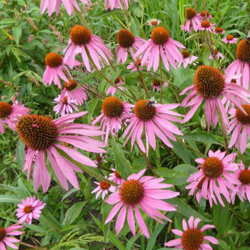 Purpurner Echinacea Double-Decker - Echinacea purpurea double-decker - Gartenpflanzen