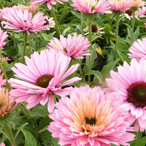 Echinacea Sunseekers Salmon - Bakker