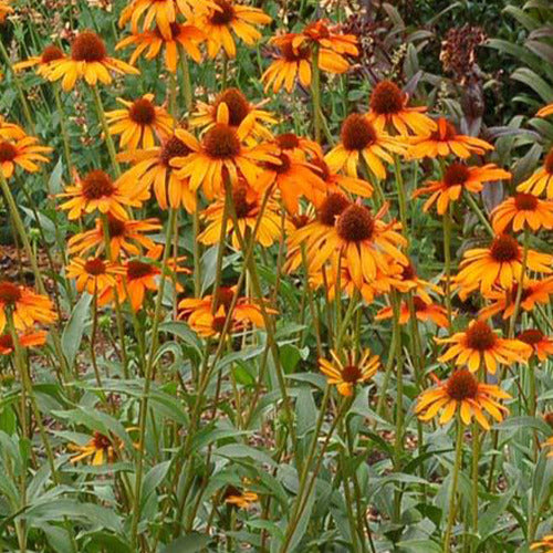 Echinacea Tiki Torch - Bakker