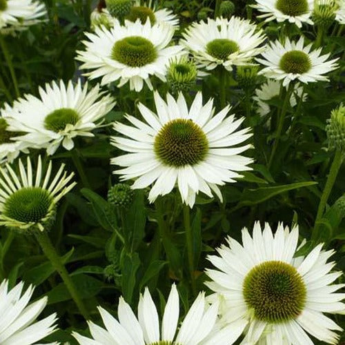 Scheinsonnenhut Virgin - Bakker