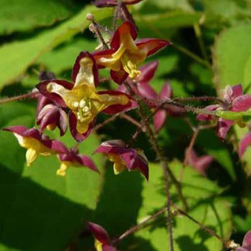 Alpen-Elfenblume - Epimedium alpinum - Gartenpflanzen