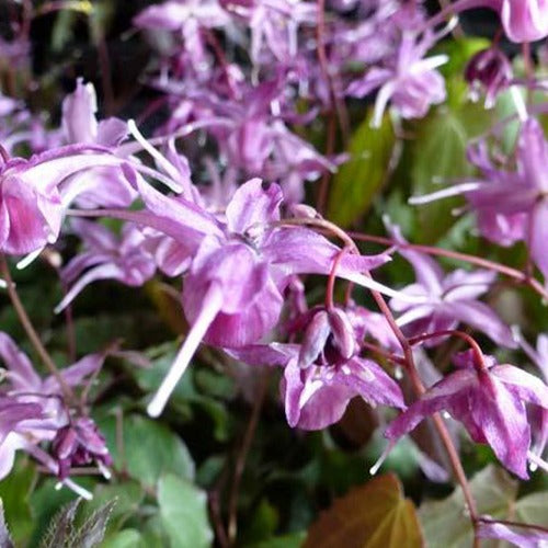 Großblumige Elfenblumen Lilafee - Epimedium grandiflorum lilafee - Gartenpflanzen