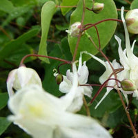 Großblumige Elfenblumen - Bakker