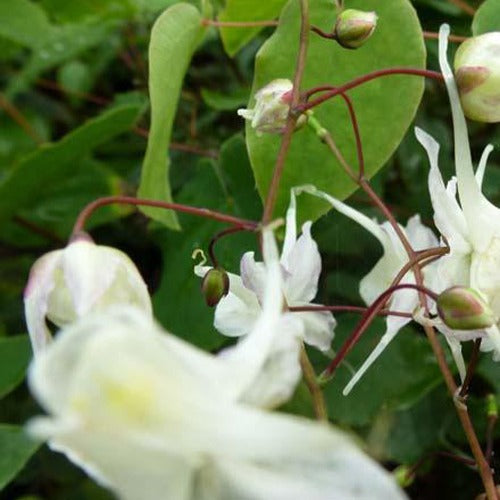 Großblumige Elfenblumen - Epimedium grandiflorum - Gartenpflanzen