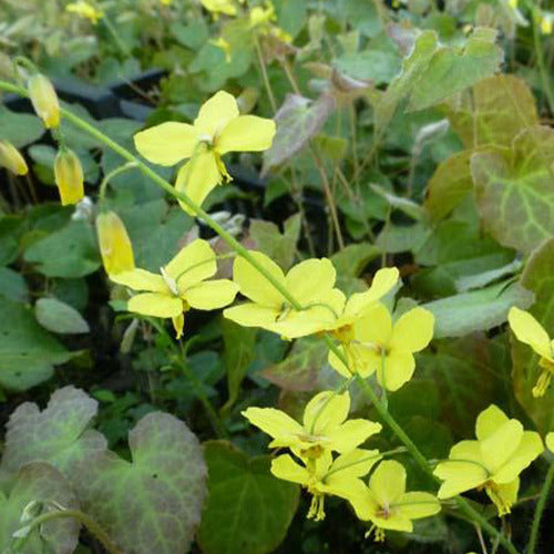 Elfenblume - Epimedium perralderianum - Gartenpflanzen