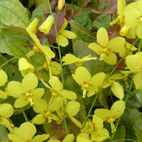 Elfenblumen Frohnleiten - Epimedium x perralchicum frohnleiten - Gartenpflanzen