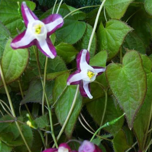 Rote Elfenblume - Epimedium rubrum - Gartenpflanzen