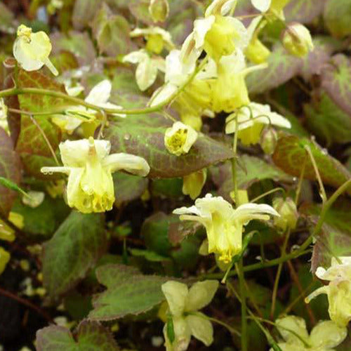 Elfenblume Sulphureum - Epimedium versicolor sulphureum - Gartenpflanzen