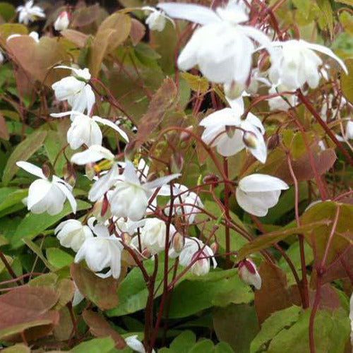 Elfenblume Niveum - Epimedium youngianum niveum - Gartenpflanzen