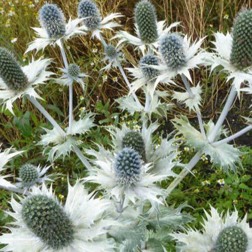 Riesige Panicaut - Eryngium giganteum - Gartenpflanzen