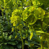 Mrs. Robb's Euphorbia - Euphorbia amygdaloides subsp. robbiae - Gartenpflanzen