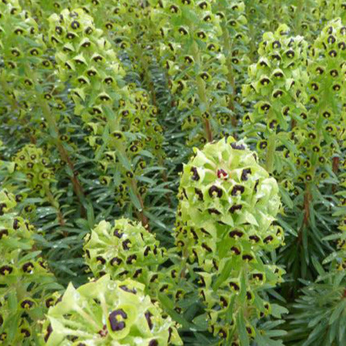 Euphorbia characias Black Pearl - Euphorbia characias black pearl - Gartenpflanzen