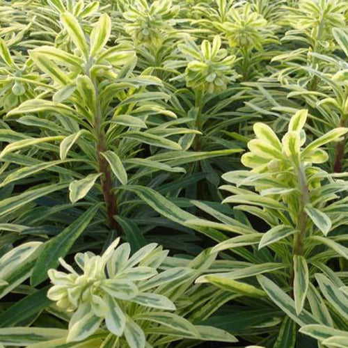 Wolfsmilch Burrow Silver - Euphorbia characias burrow silver - Gartenpflanzen