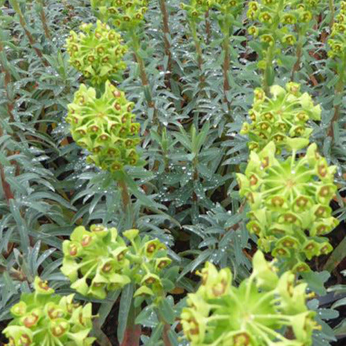 Euphorbia characias Blue Wonder - Euphorbia characias blue wonder - Gartenpflanzen