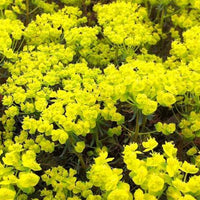 Zypressen-Wolfsmilch Clarice Howard - Euphorbia cyparissias clarice howard - Gartenpflanzen