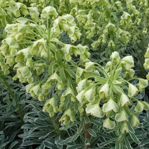 Wolfsmilch Glacier Blue - Euphorbia characias glacier blue - Gartenpflanzen