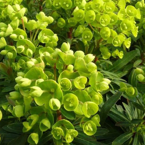 Redwing Euphorbia - Euphorbia charam redwing - Gartenpflanzen