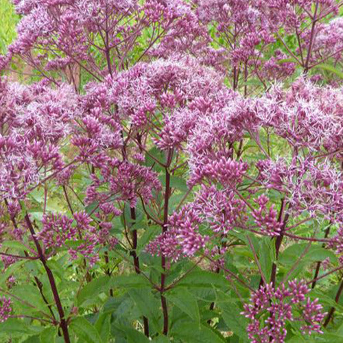 Gefleckter Wassernabel Atropurpureum - Eupatorium maculatum atropurpureum - Gartenpflanzen