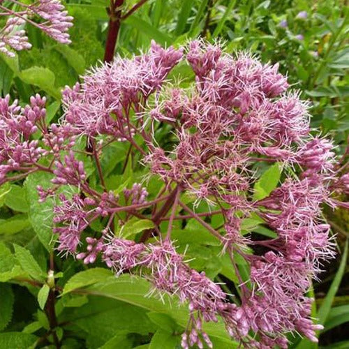 Gefleckter Wasserdost Phantom - Eupatorium maculatum phantom - Gartenpflanzen