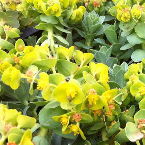 Korsikanische Euphorbien (x3) - Euphorbia myrsinites - Gartenpflanzen